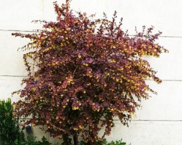 عکس درختچه زرشک