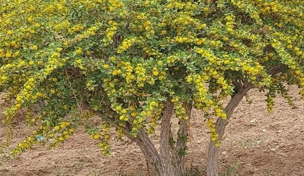 عکس درختچه زرشک