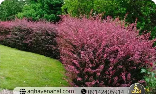 عکس درختچه زرشک