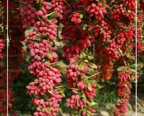 عکس درختچه زرشک