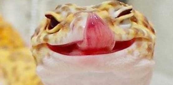 عکس مارمولک بامزه