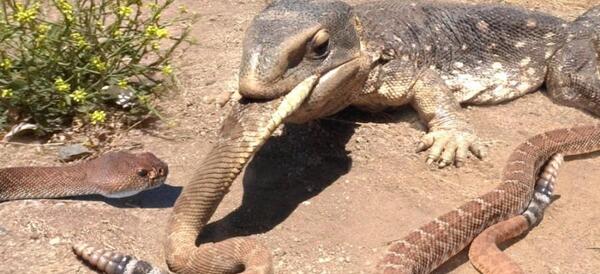 عکس مارمولک خوردن