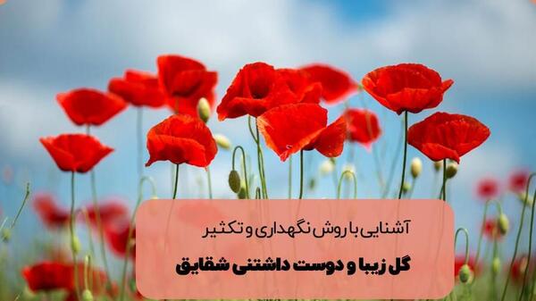 عکس گل لاله و شقایق
