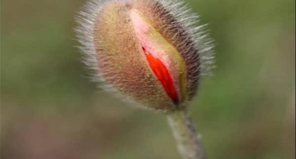 عکس گل لاله و شقایق