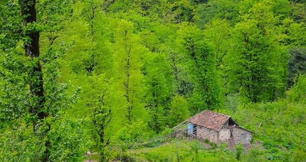 عکس خانه چوبی در جنگل