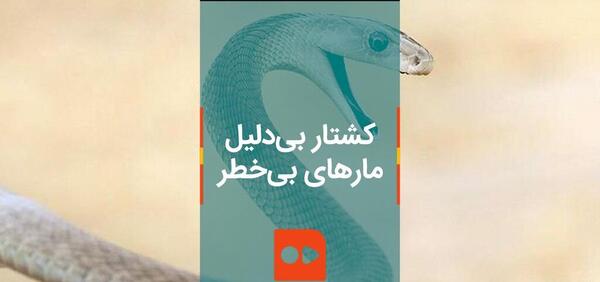 عکس مار ییلاقی