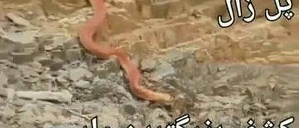 عکس مار ییلاقی