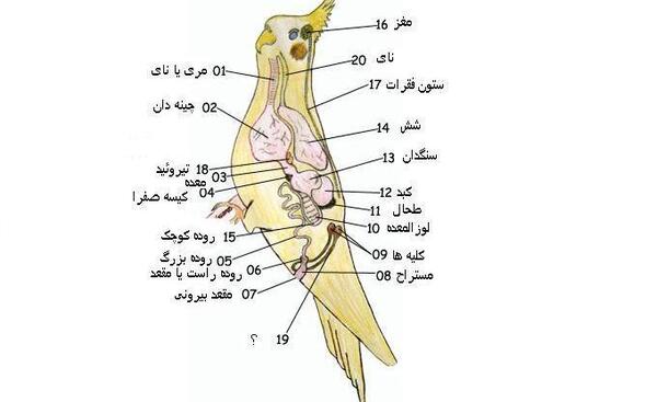 عکس عروس هلندی برای پروفایل