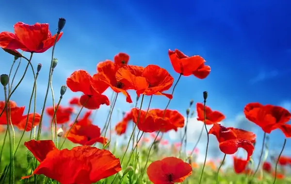 عکس و نوشته شقایق