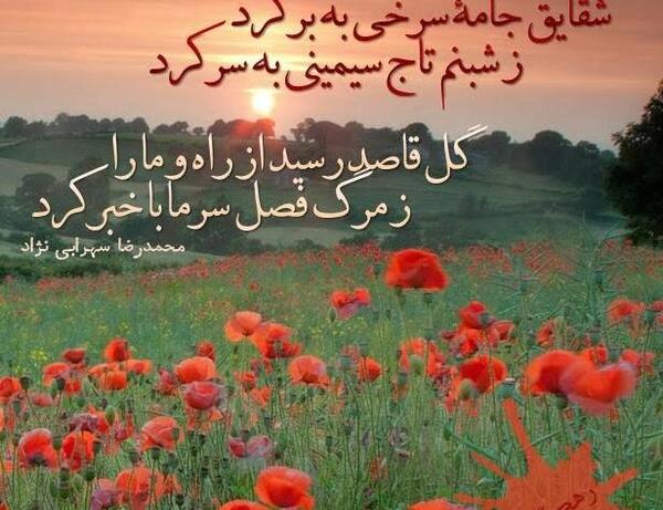 عکس و نوشته شقایق