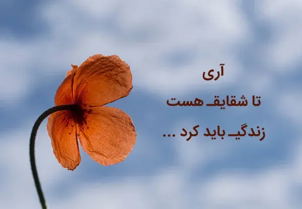 عکس و نوشته شقایق