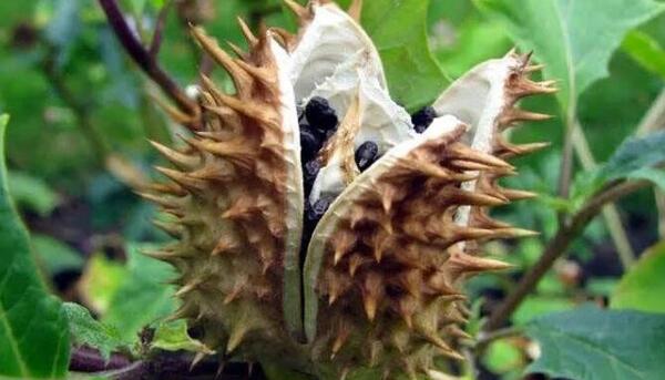 عکس مواد قورباغه
