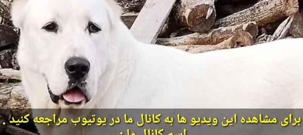 عکس سگ افغان وحشی