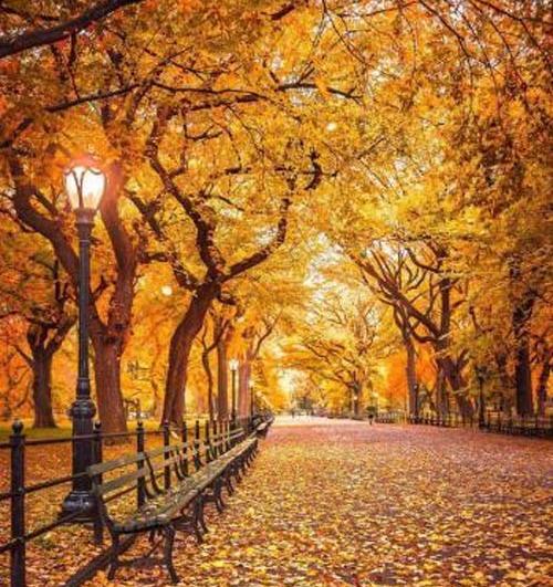 عکس پاییزی طبیعی