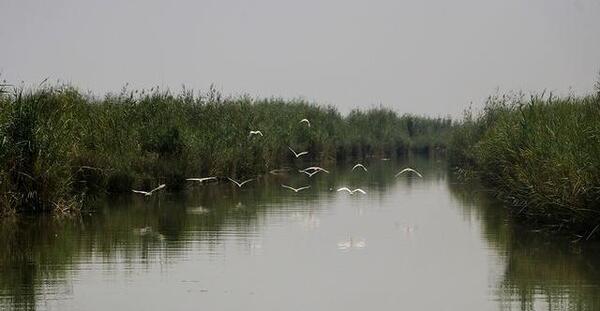 عکس شادگان