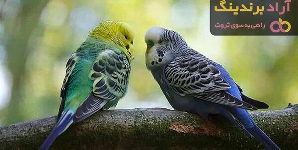 عکس مرغ عشق قشنگ