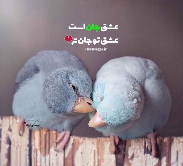 عکس مرغ عشق قشنگ