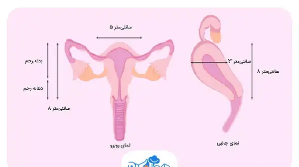 عکس واقعی رحم