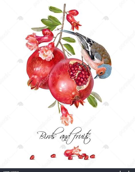عکس گل انار