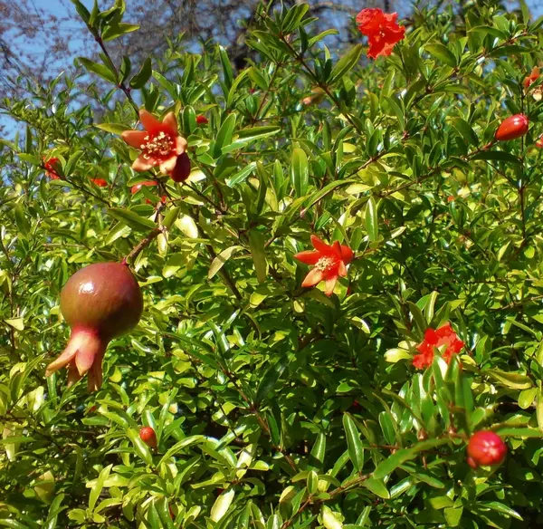 عکس گل انار