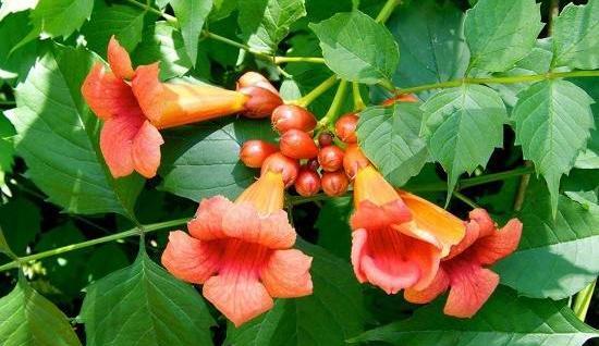 عکس گل انار