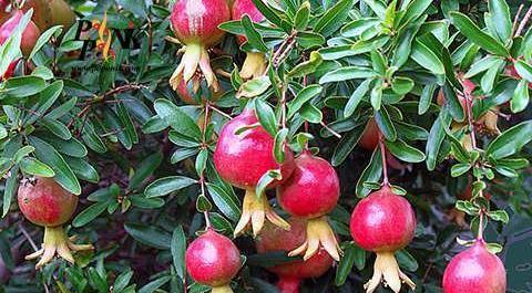 عکس گل انار