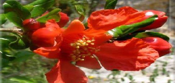 عکس گل انار