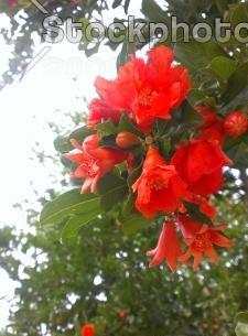عکس گل انار