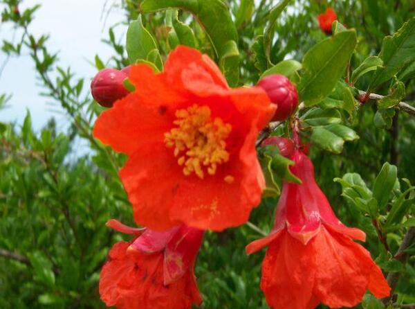عکس گل انار