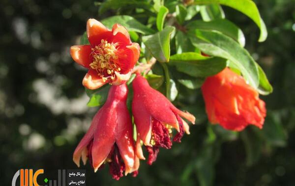 عکس گل انار
