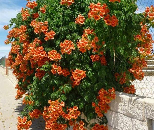 عکس گل انار