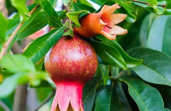 عکس گل انار