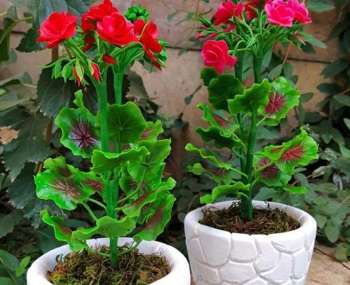 عکس گلهای زیبای شمعدانی