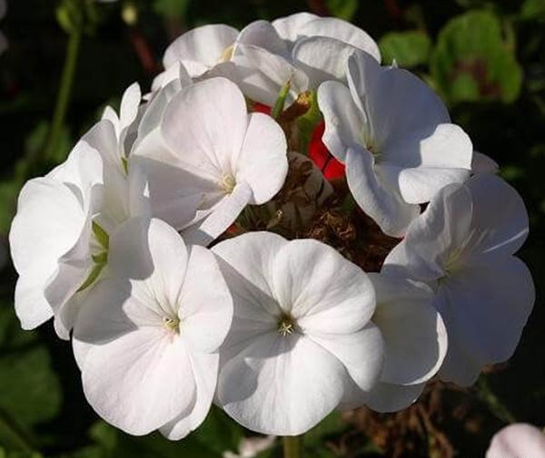 عکس گلهای زیبای شمعدانی