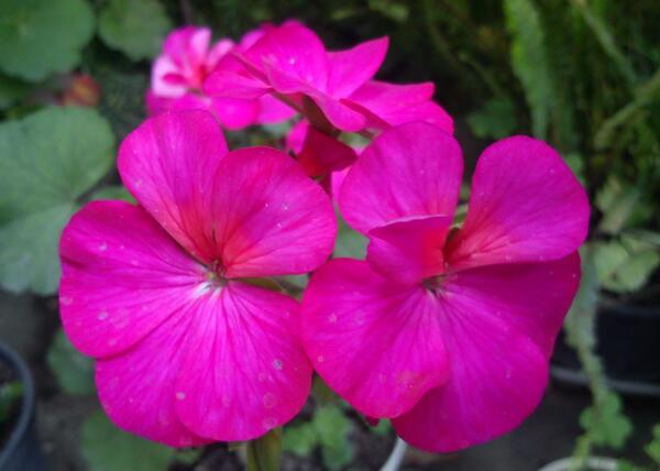 عکس گلهای زیبای شمعدانی