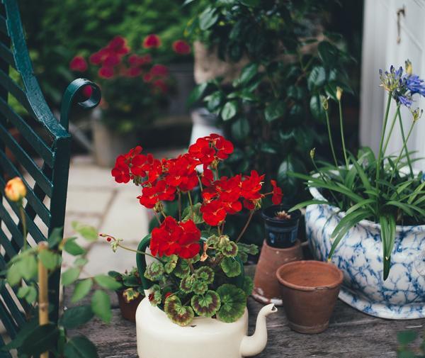 عکس گلهای زیبای شمعدانی