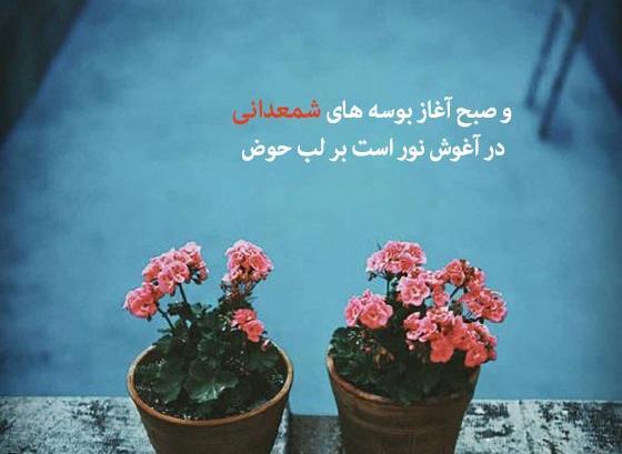 عکس گلهای زیبای شمعدانی
