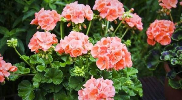 عکس گلهای زیبای شمعدانی