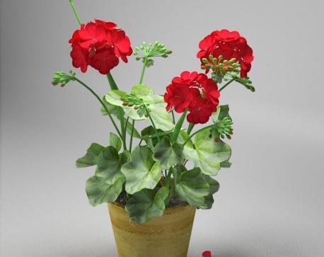 عکس گلهای زیبای شمعدانی