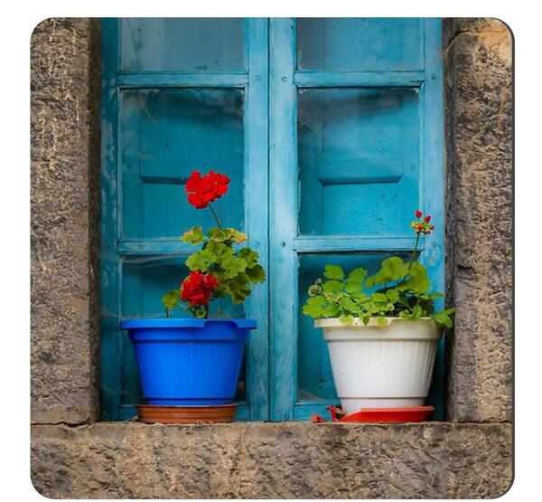 عکس گلهای زیبای شمعدانی