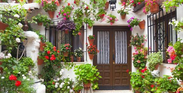 عکس گلهای زیبای شمعدانی