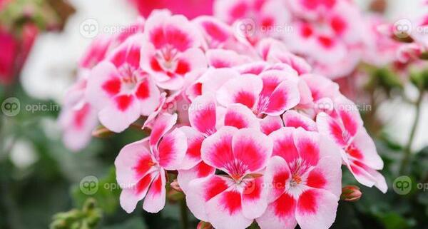 عکس گلهای زیبای شمعدانی