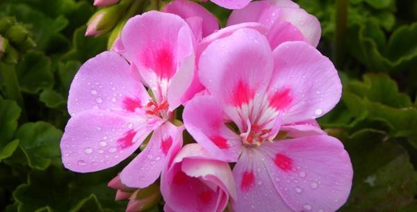 عکس گلهای زیبای شمعدانی