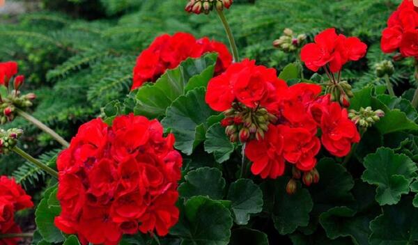 عکس گلهای زیبای شمعدانی