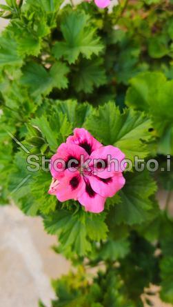 عکس گلهای زیبای شمعدانی
