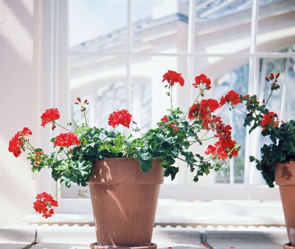 عکس گلهای زیبای شمعدانی