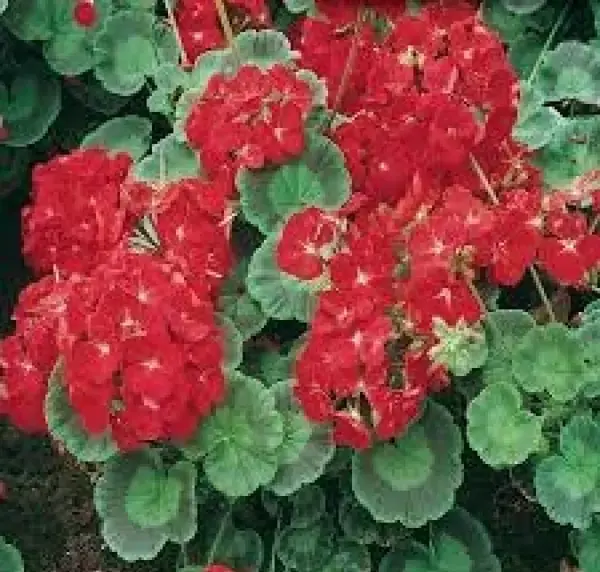 عکس گلهای زیبای شمعدانی