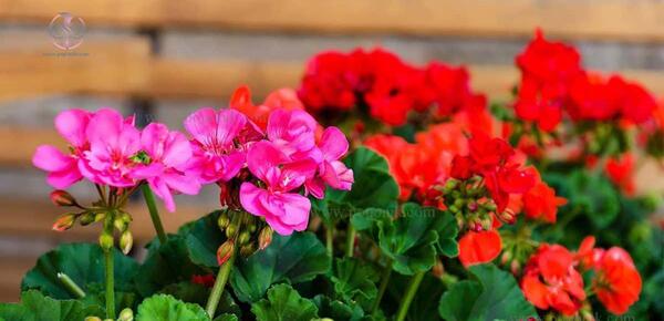 عکس گلهای زیبای شمعدانی