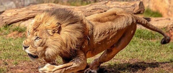 عکس حیوانات خطرناک