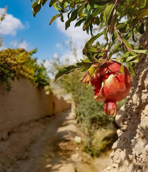عکس انار پاییزی برای پروفایل